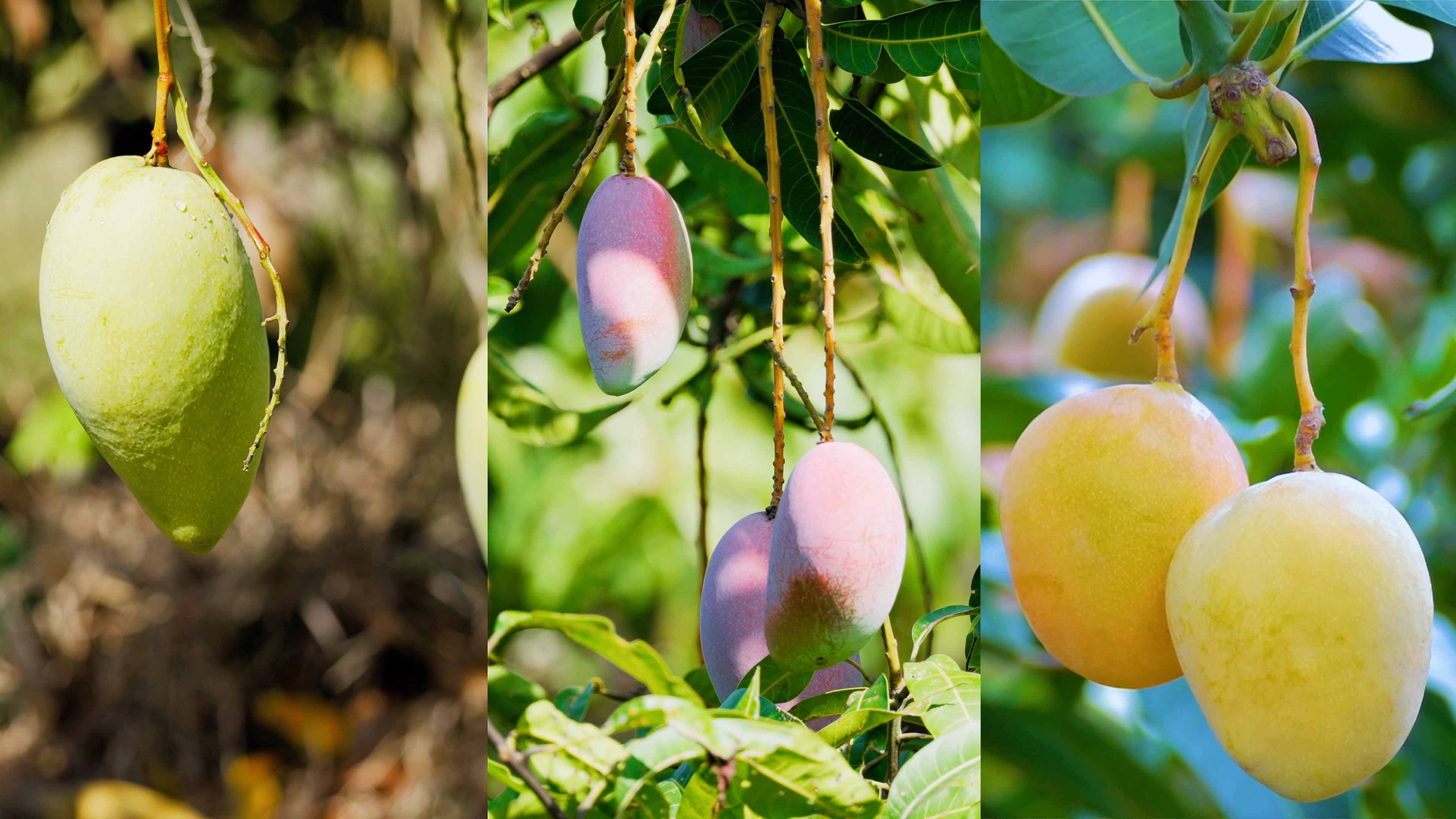 F66永乐哲林芒果